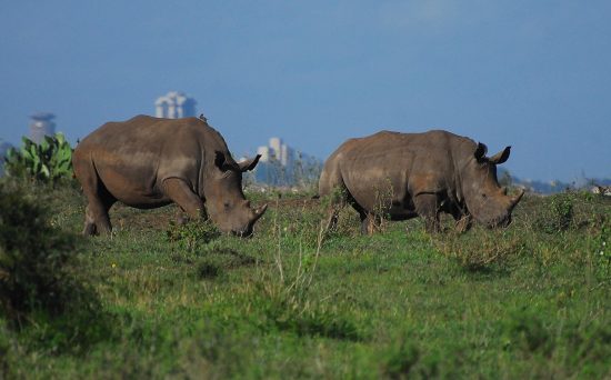 Nairobi NP