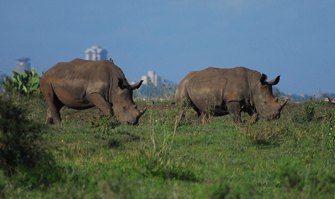 Nairobi NP