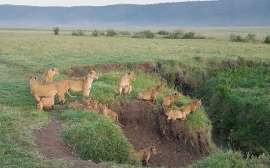 Ngorongoro 2a
