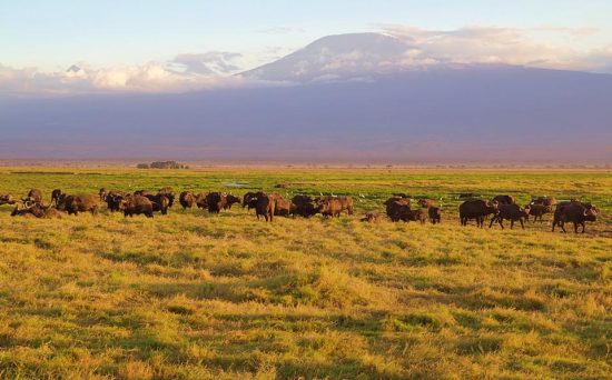 amboseli 2 (2)