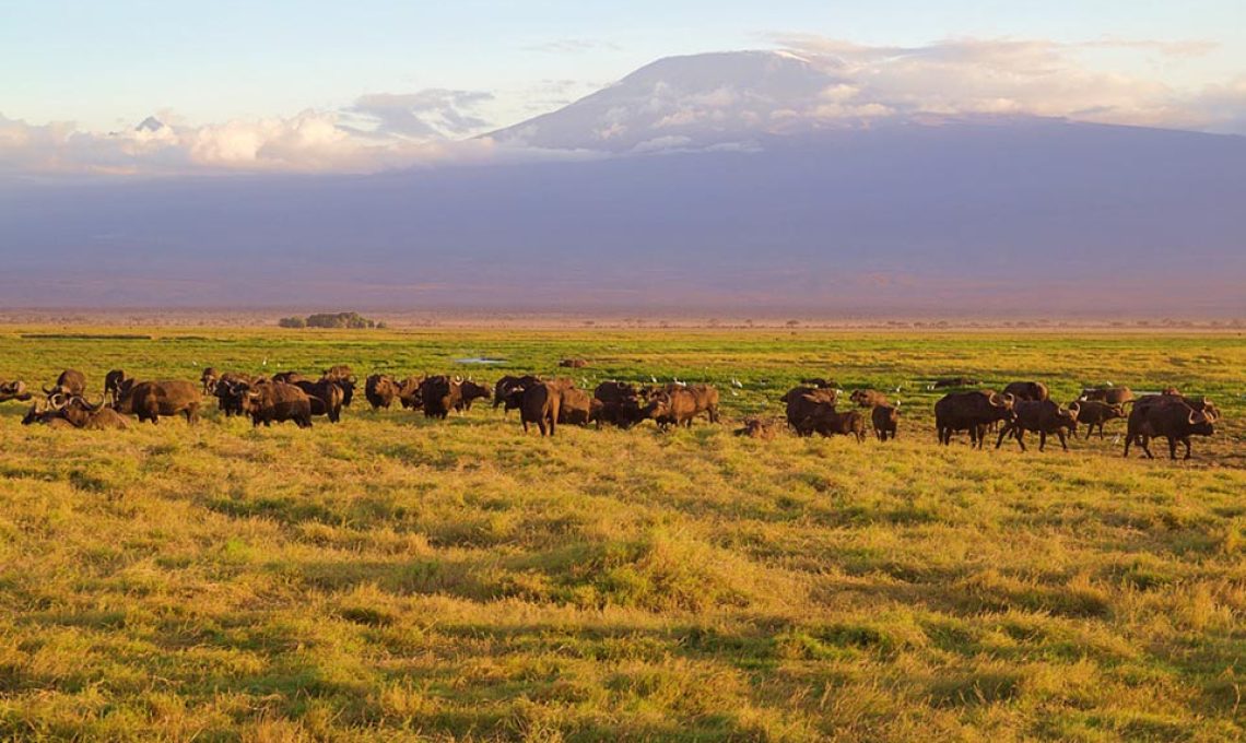 amboseli 2 (2)