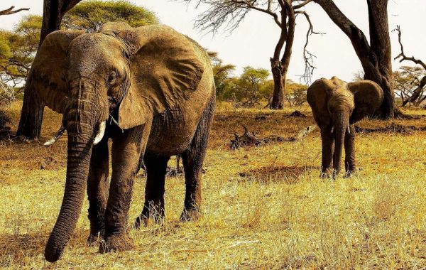 big 5