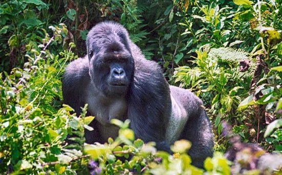 gorilla-2