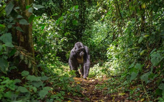 gorilla 3e