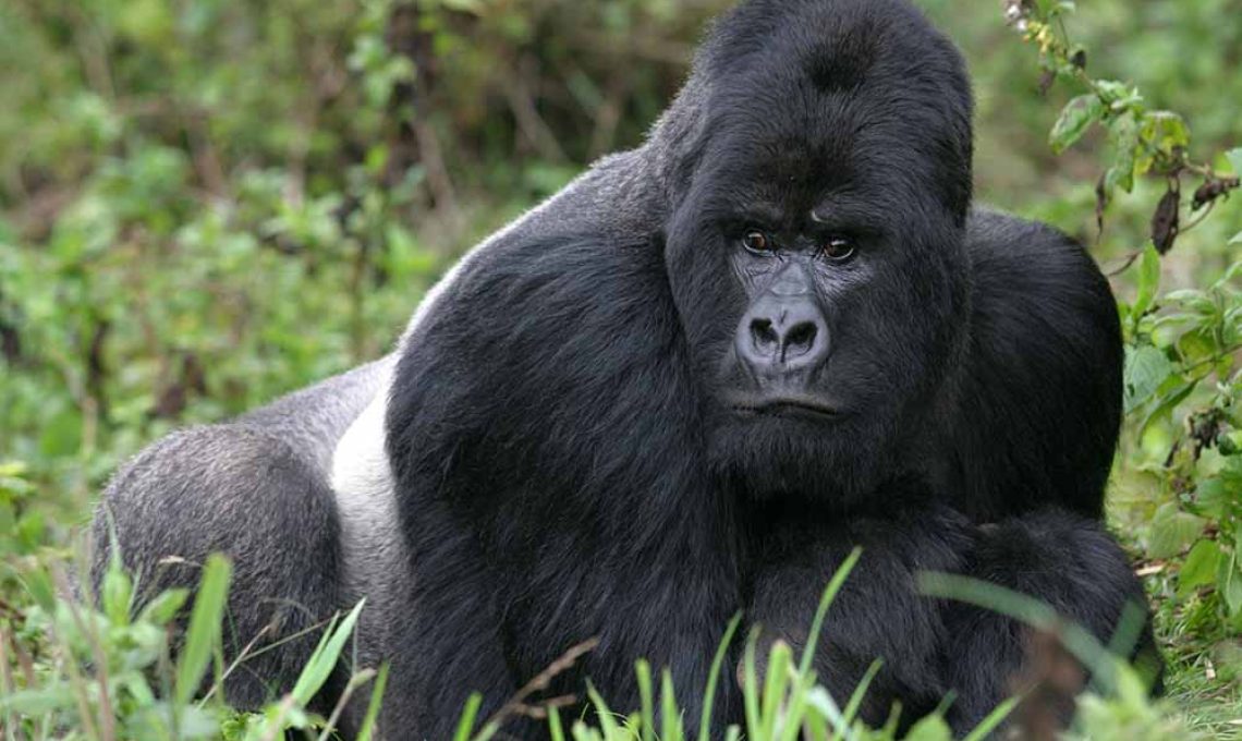 gorilla 4e