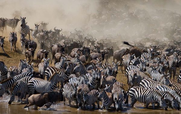 great migration 2