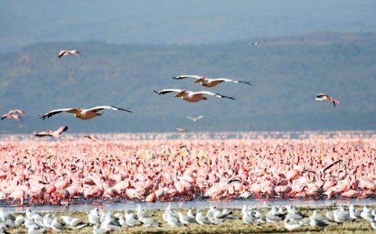 lake nakuru 1 (2)