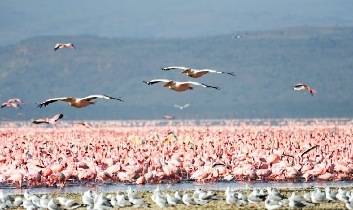 lake nakuru 1