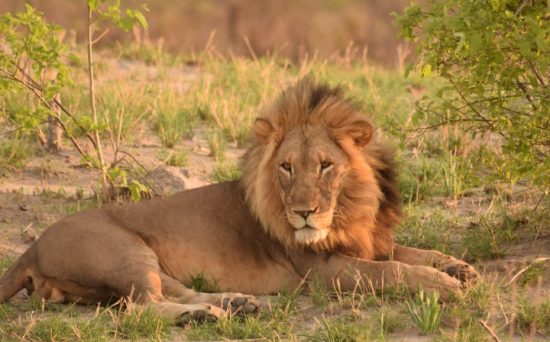 lion-male