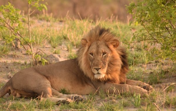 lion-male