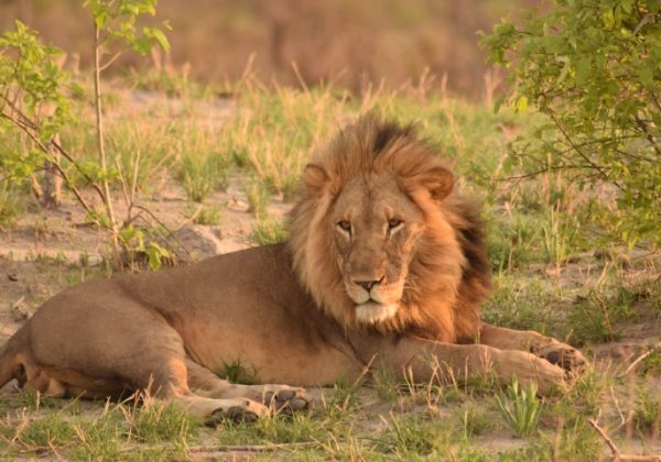 lion-male
