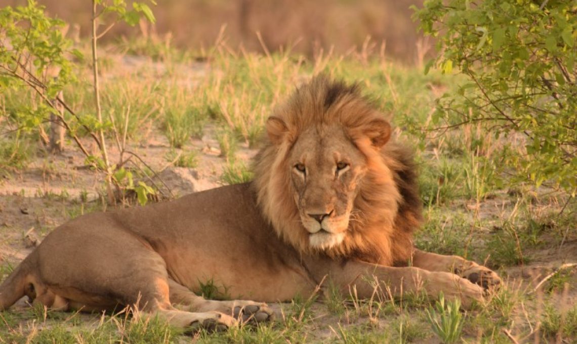 lion-male