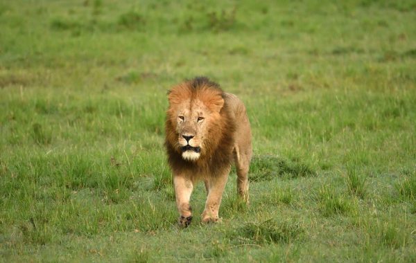 lion-mara