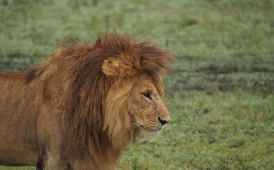 lion serengeti
