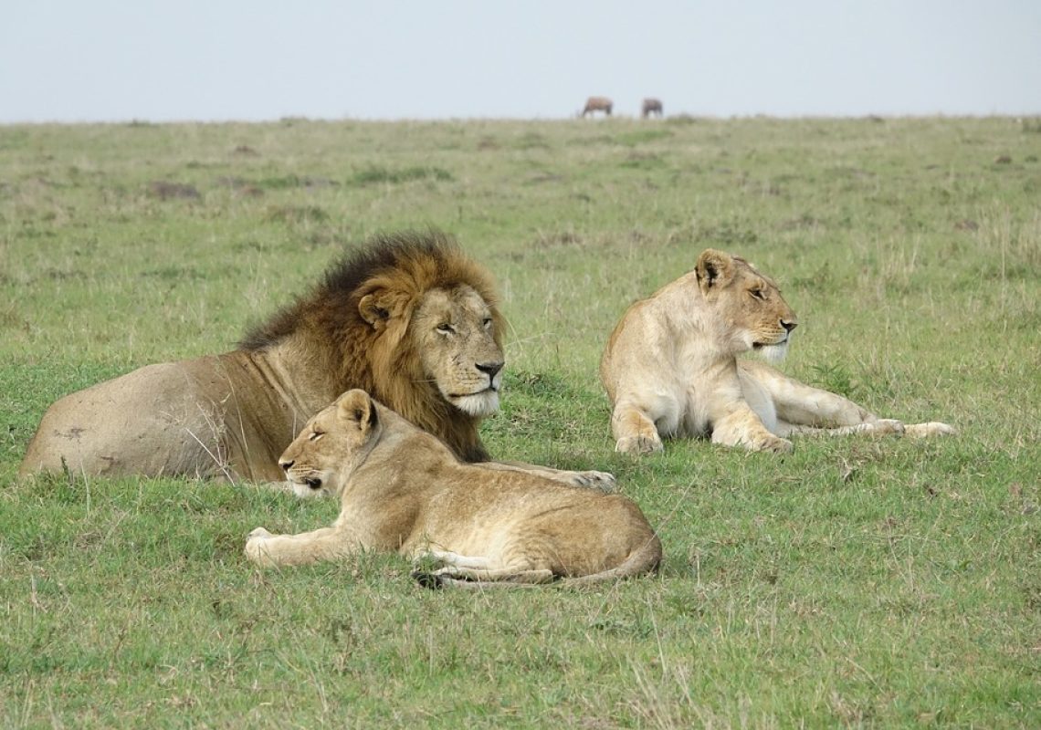 Lions, 5 Days the Best of Maasai Mara Reserve