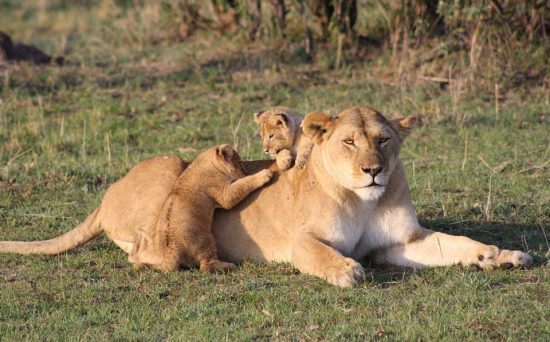 masai mara 1 (2)