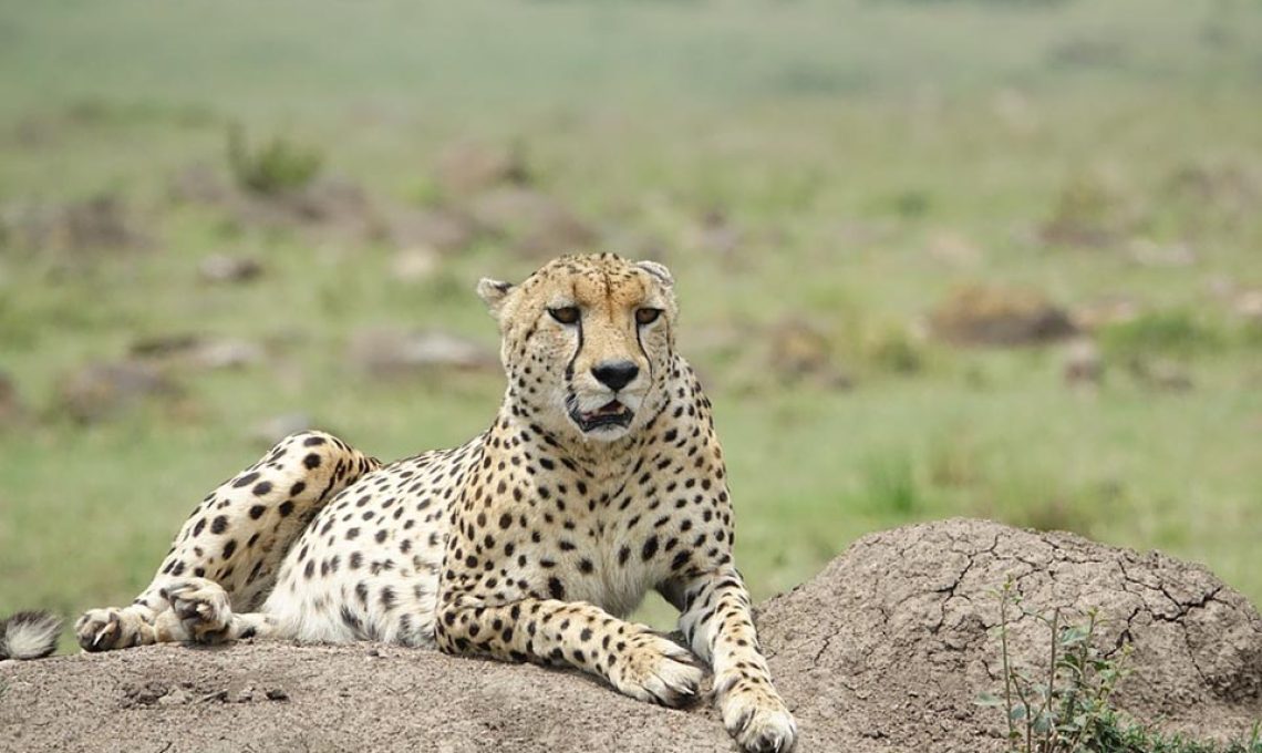 masai mara 2 (2)