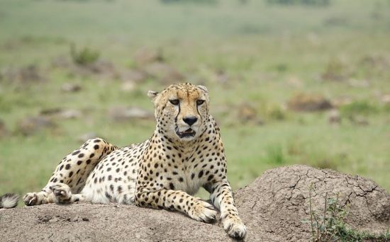 masai mara 2 (2)