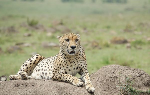 masai mara 2 (2)