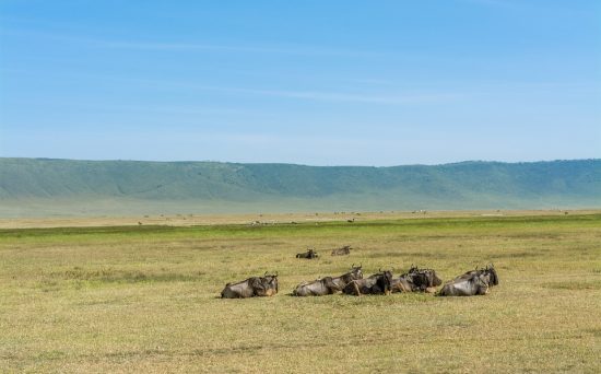 ngorongoro