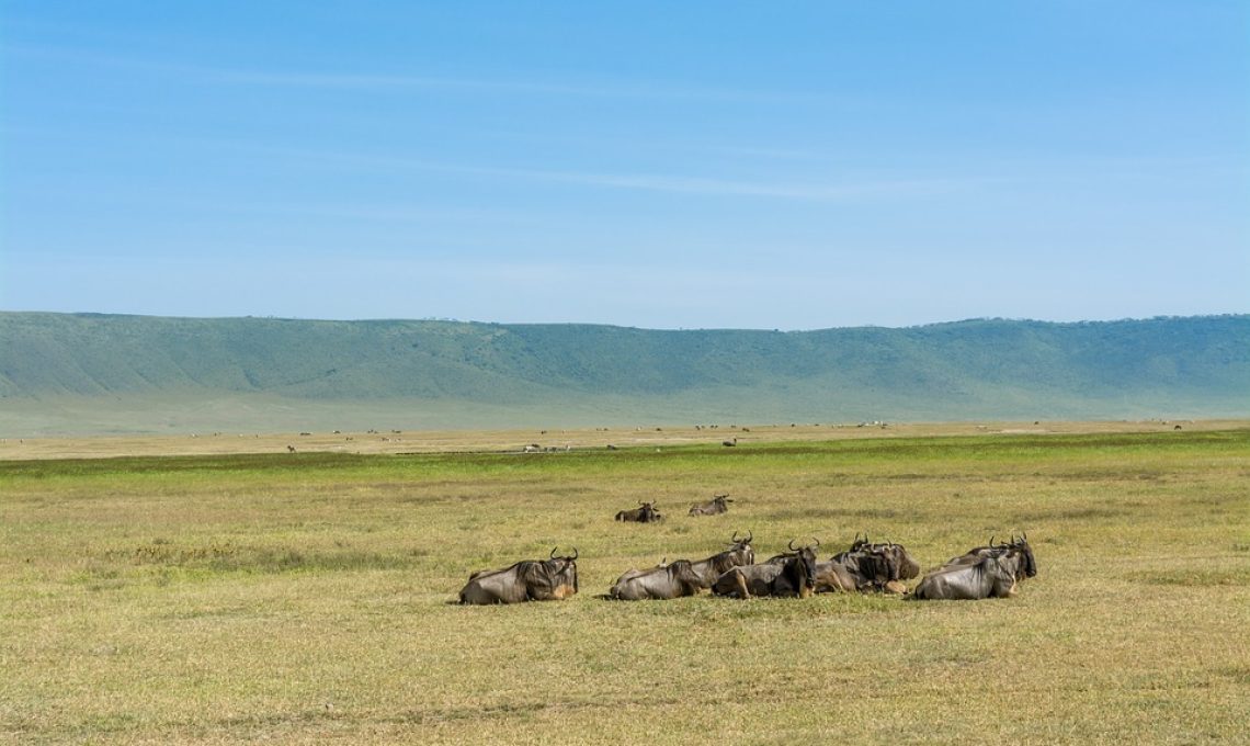 ngorongoro