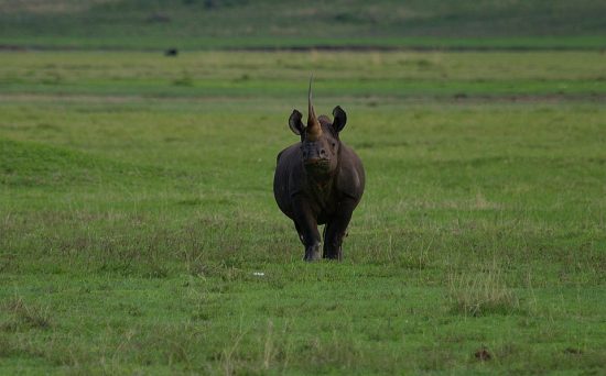 ngorongoro rhino