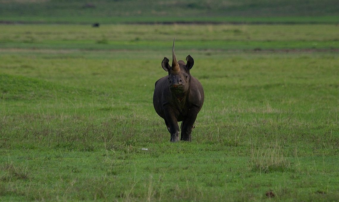 ngorongoro rhino