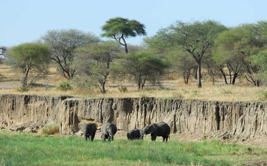 tarangire 1a