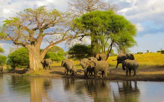 tarangire 2 (4)