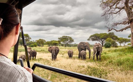 Woman tourist on safari in Africa, traveling by car with an open roof of Kenya and Tanzania, watching elephants in the savannah. National park Tarangiri, Tanzania.