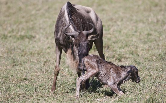 wildebeest calving 1