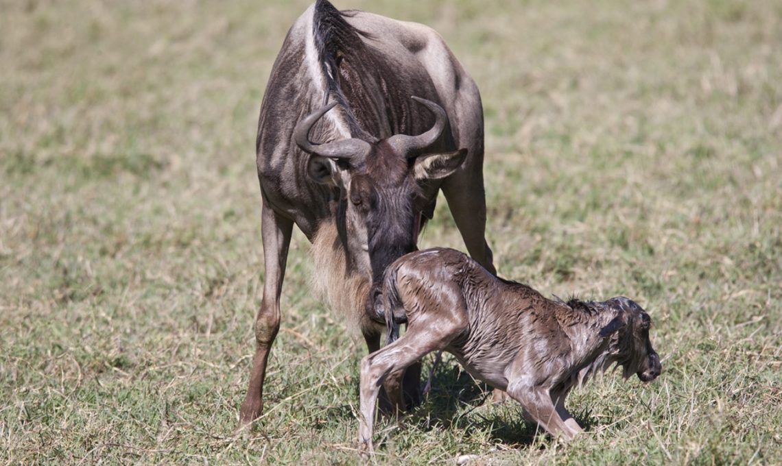 wildebeest calving 1