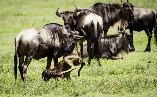 wildebeest calving